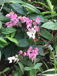 Close-up of pink flowers in park