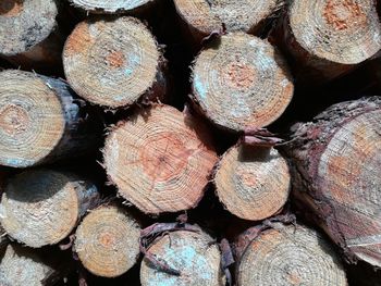 Full frame shot of logs in forest