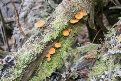 Close-up of mushroom growing on tree trunk