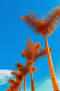 Tropical minimal. palms and urban. color design