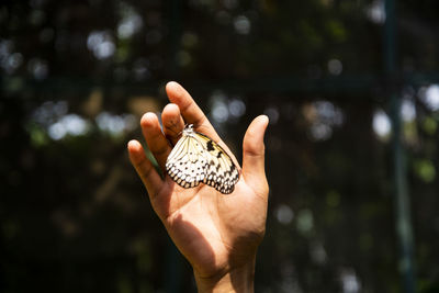 Close-up of hand holding plant against blurred background