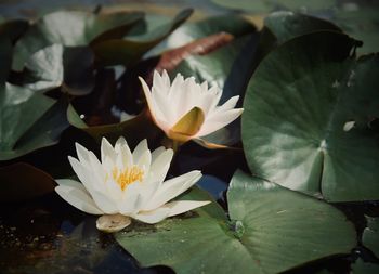 Close-up of lotus water lily in pond