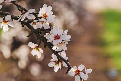 Close-up of beautiful blooming almond tree branches at spring.