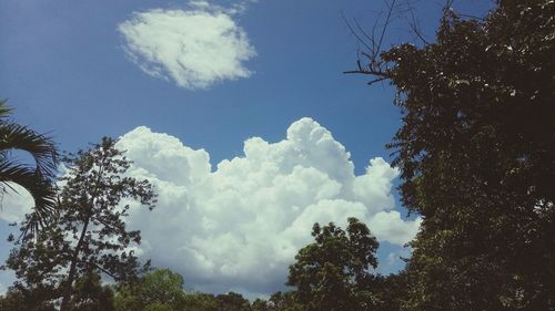 Low angle view of trees against sky