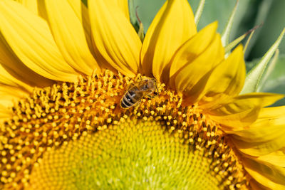 Close-up of honey bee pollinating on sunflower