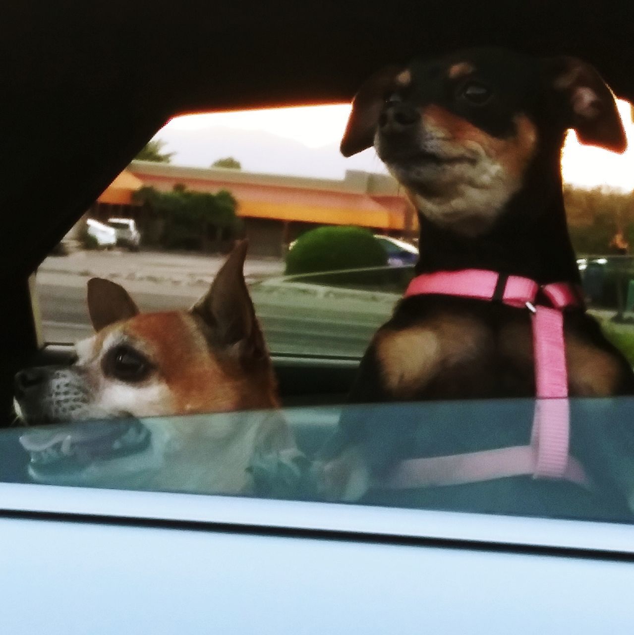 DOG LOOKING THROUGH GLASS WINDOW