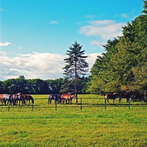 Horses grazing on field against sky