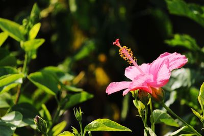 Close-up of pink flowering plant