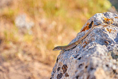 Close-up of lizard on rock