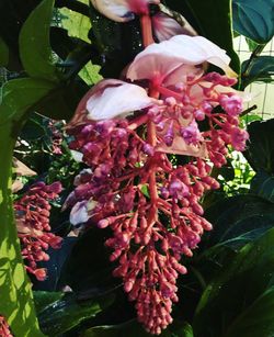 Close-up of pink flowering plant