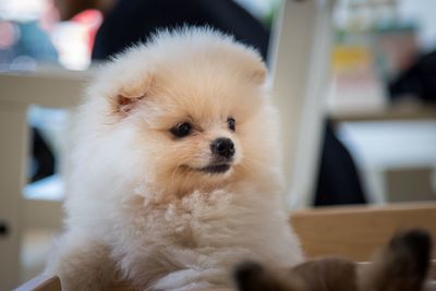 Close-up portrait of a dog at home