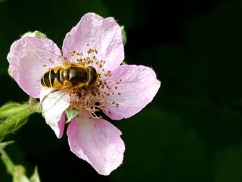 Close-up of insect pollinating flower