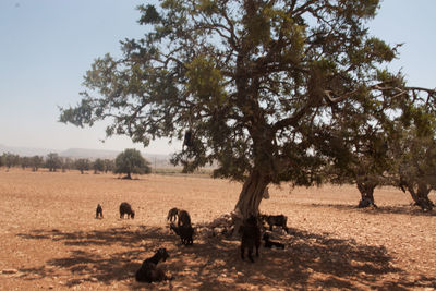 Trees on field