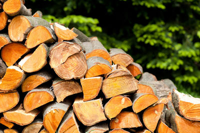 Close-up of logs in forest