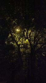 Trees in forest at night