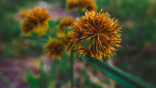 Close-up of orange flowering plant