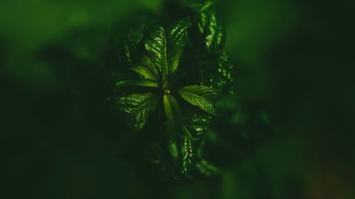 Close-up of fresh green leaves