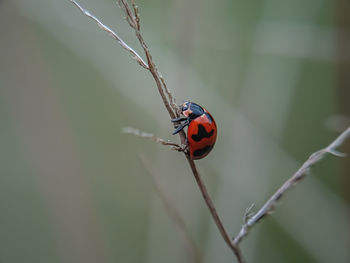 Close-up of ladybug on twig