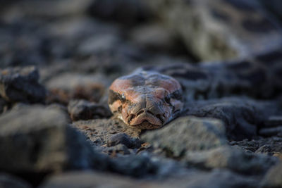 Close-up of crab on rock