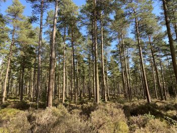Low angle view of bamboo trees in forest