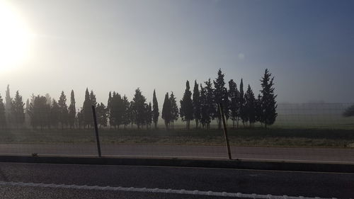 Trees against sky