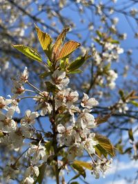 Low angle view of cherry blossoms in spring