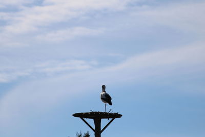 Low angle view of seagull perching on a bird