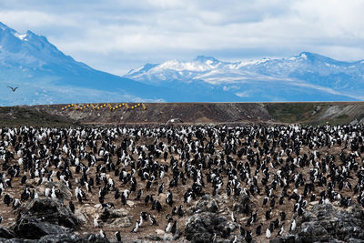 View of sheep on snow covered mountains against sky