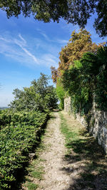 Footpath amidst trees against sky