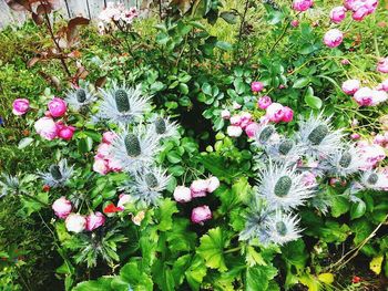 Close-up of pink flowers