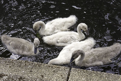 Swan in a lake