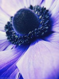 Close-up of purple flower blooming outdoors