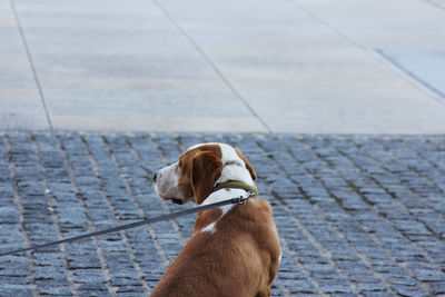 High angle view of dog looking away on footpath