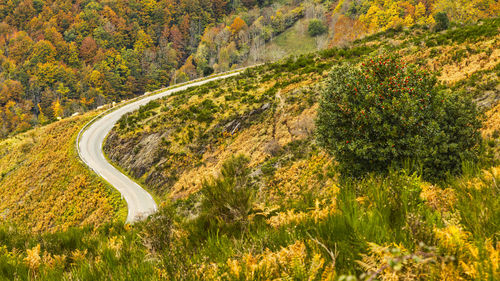 Scenic view of road amidst trees during autumn