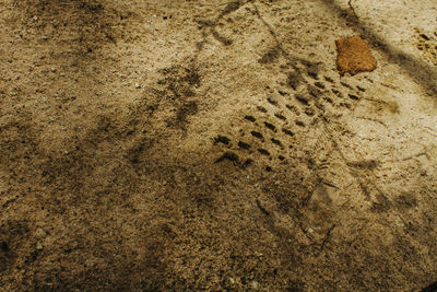 Full frame shot of tiled floor