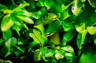 Close-up of bird on plant