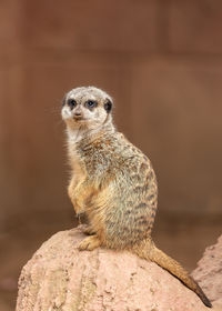 Close-up of meerkat