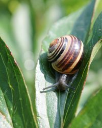 Close-up of snail on leaf