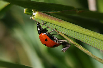 Close-up of ladybug on plant