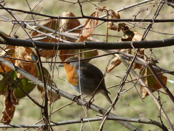 Close-up of bird perching on branch