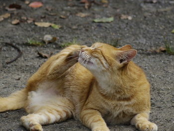 Close-up of ginger cat scratching on head while lying down at ground