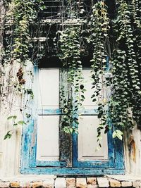 Close-up of ivy growing on house