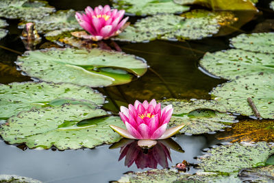 Water lilies