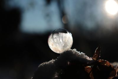 Close-up of snow on plant