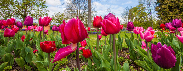 Close-up of pink tulips growing on field