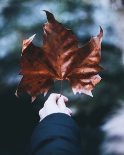 Close-up of hand holding maple leaf