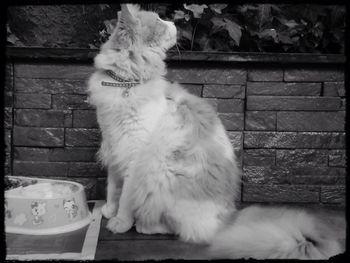 Close-up of cat sitting on window