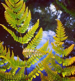 Close-up of fern leaves on tree
