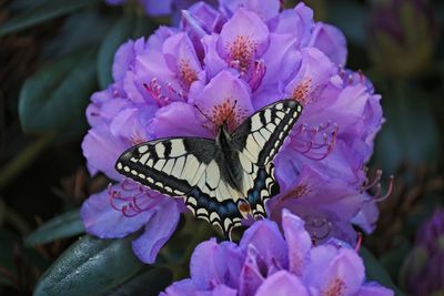 Close-up of butterfly pollinating on purple flower