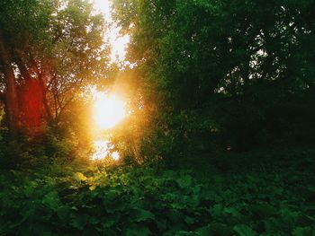 Sun shining through trees
